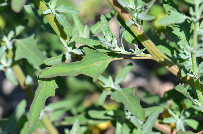 Lambsquarters Leaves are green, alternate, usually leaves with long stems (as shown here) but shorter than the leaf blade; leaf shape extremely variable, the margins are irregularly dentate-sinuous or entire, farinose or powdery on the lower surface, dull green on the upper surface. Chenopodium album 